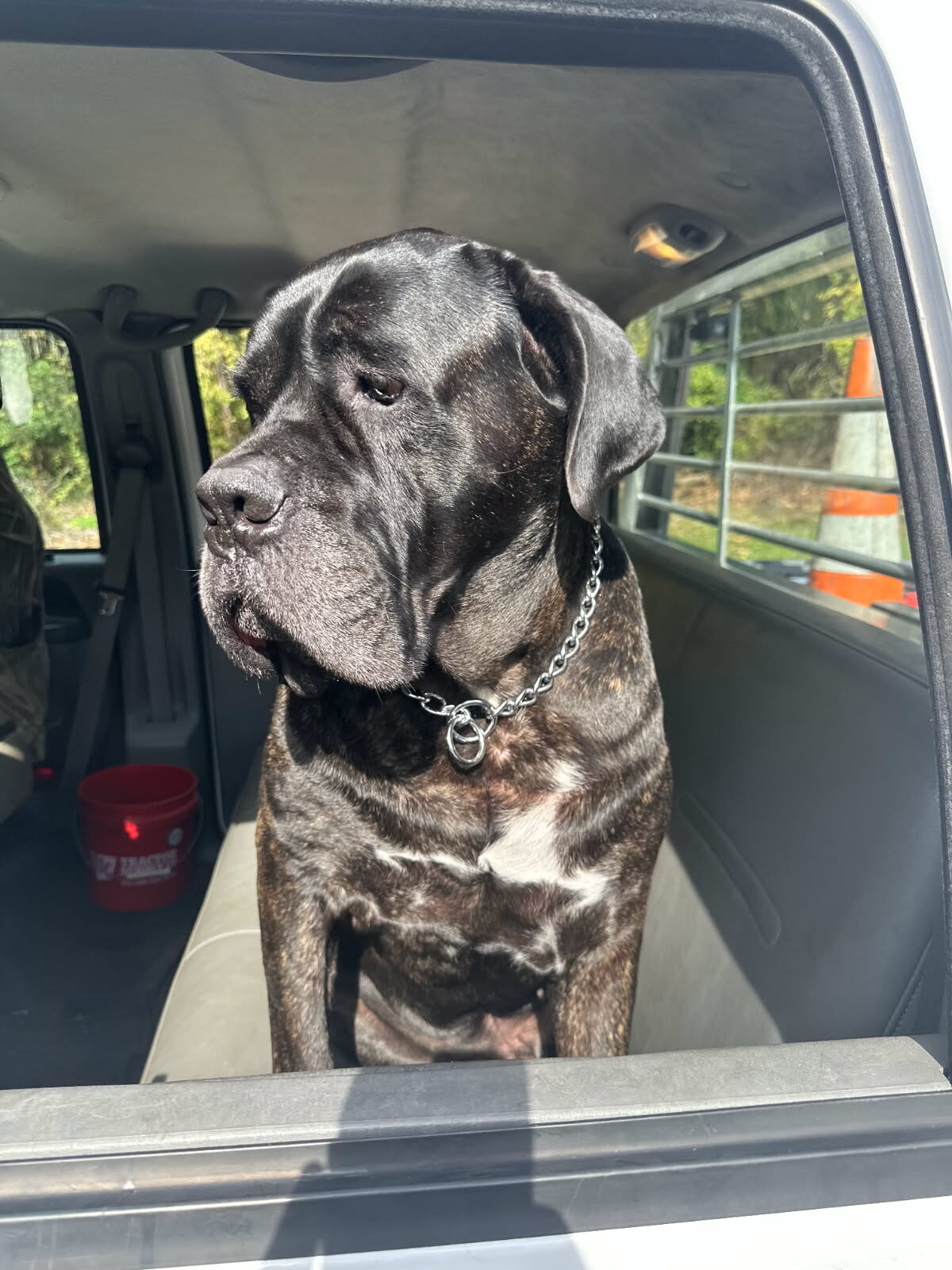 Vito the cane corso riding shotgun in the truck, watching the job